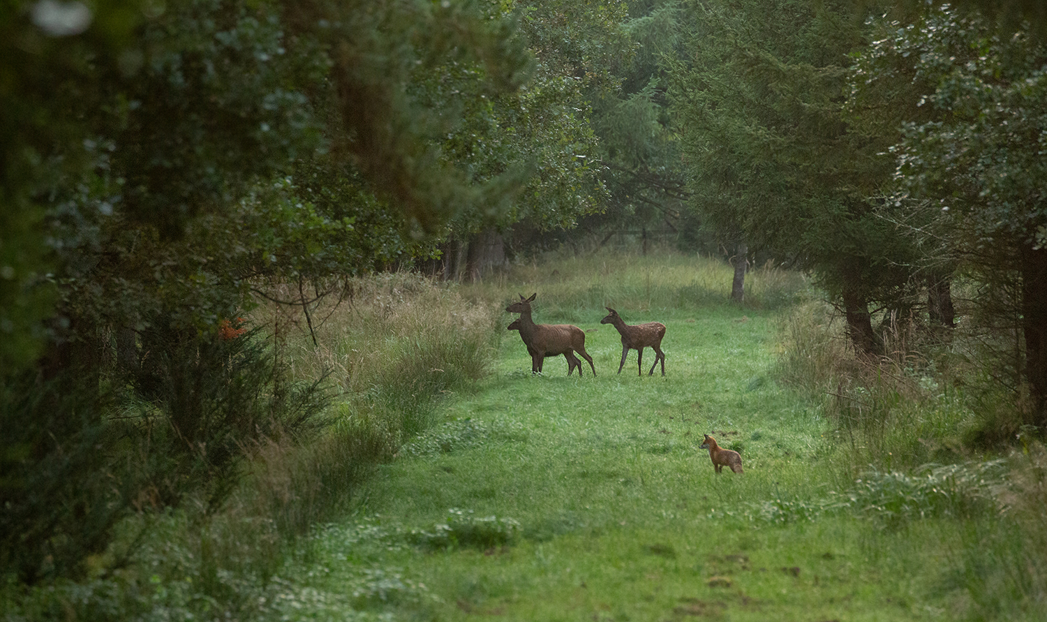 *** ... das nächste Kahlwild, der selbe Fuchs  ***