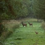 *** ... das nächste Kahlwild, der selbe Fuchs  ***