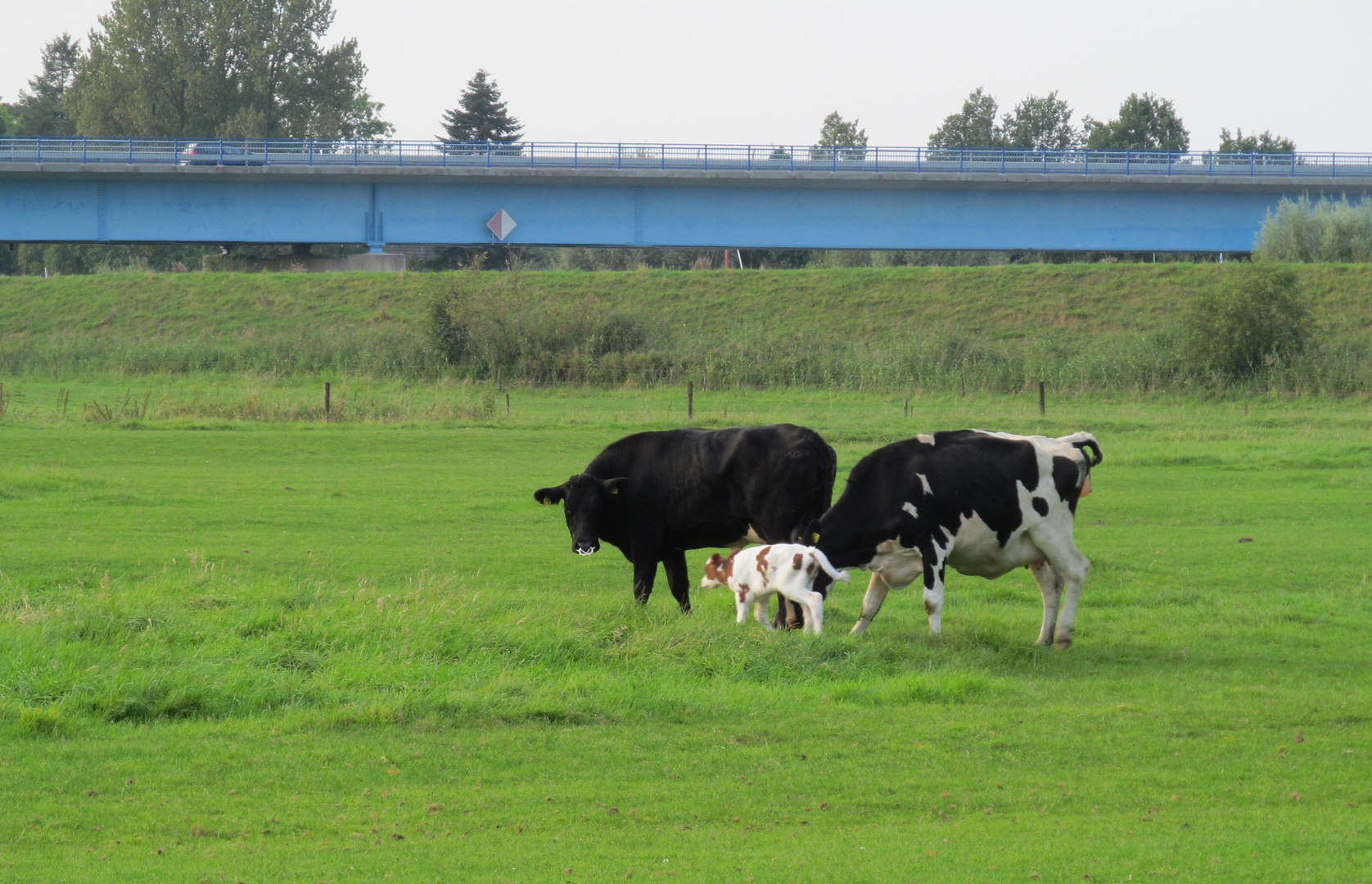 das nächte Kalb ist auch unterwegs ...