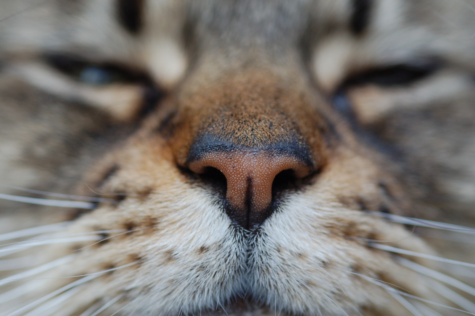 Das Näschen von Maine Coon