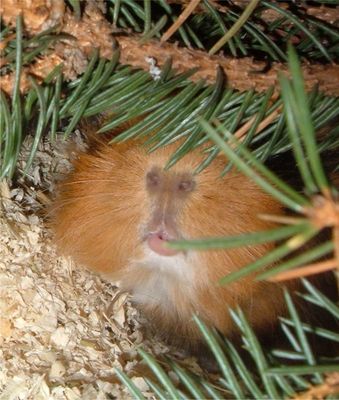 Das Näsle aus dem Nadelwald