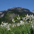 Das Narzissenfest im Ausseerland steht vor der Tür.