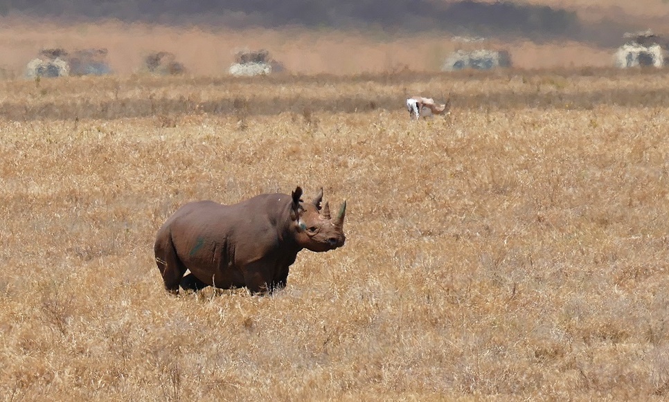 Das Nashorn!