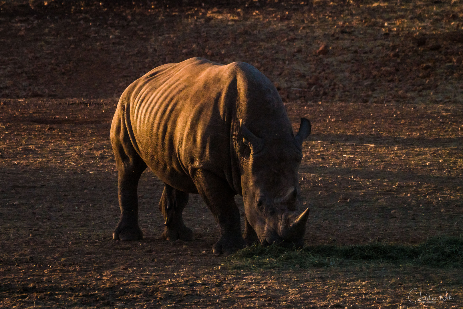 Das Nashorn