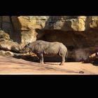 Das Nashorn
