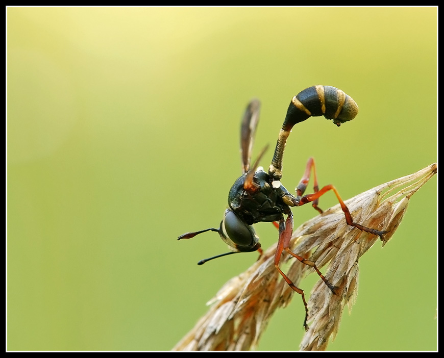 Das Nashorn der Welt der Insekten