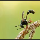 Das Nashorn der Welt der Insekten