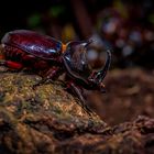 DAS NASHORN IM BLUMENKASTEN