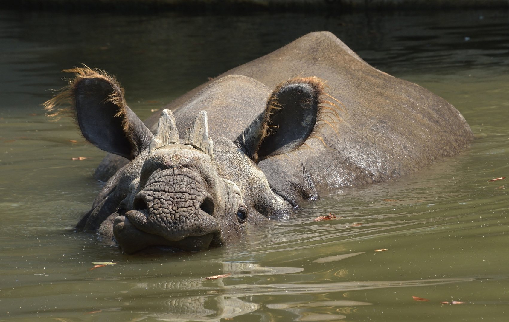 Das Nashorn mit den großen Ohren