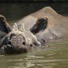 Das Nashorn mit den großen Ohren