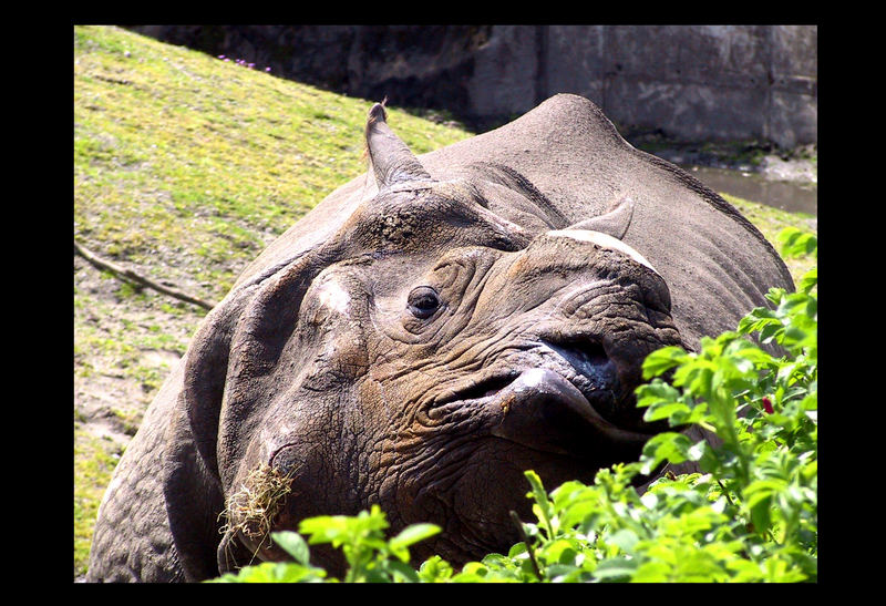 das Nashorn ohne Horn