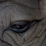 Das Nashorn - seht Ihr die Tränen?
