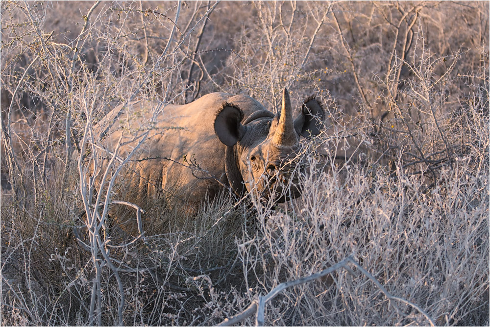 Das Nashorn und die weissen Büsche