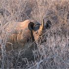 Das Nashorn und die weissen Büsche