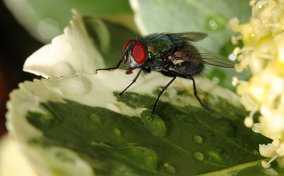 Das nasse Blatt und die Fliege