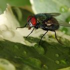 Das nasse Blatt und die Fliege