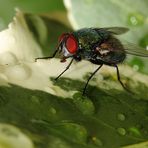 Das nasse Blatt und die Fliege