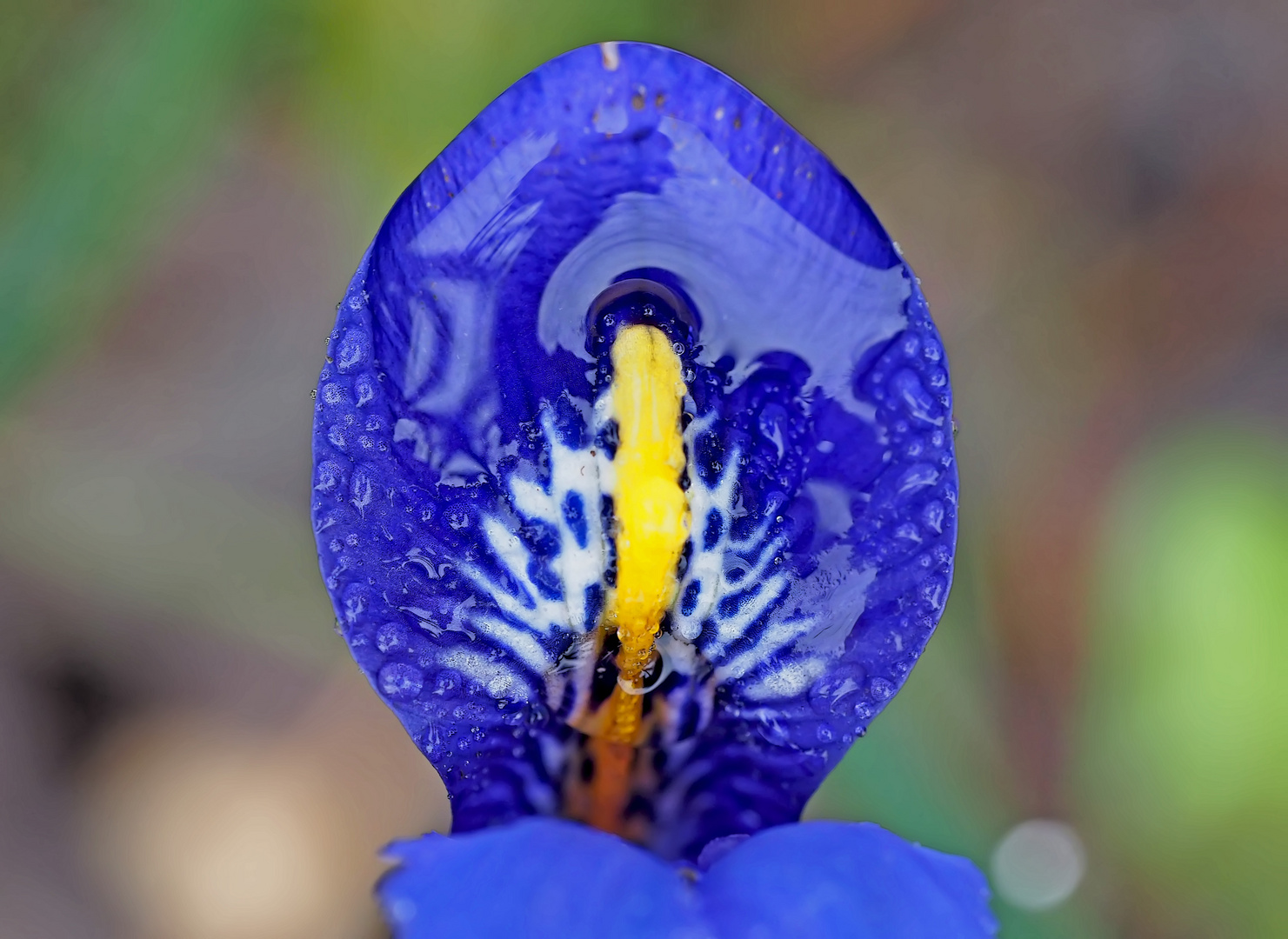 Das nasse wilde Veilchen (Viola odorata) ... - Une violette sauvage toute mouillée.