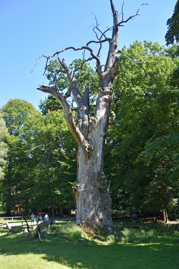 Das Naturdenkmal Pferdekopfeiche