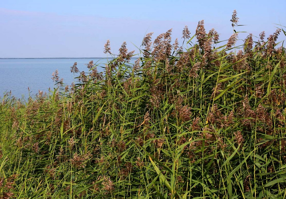 Das Naturprodukt: Schilfrohr,Ried,Reet