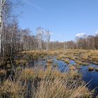 Das Naturschutzgebiet Großes Torfmoor