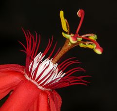 Das nenne ich Blüte