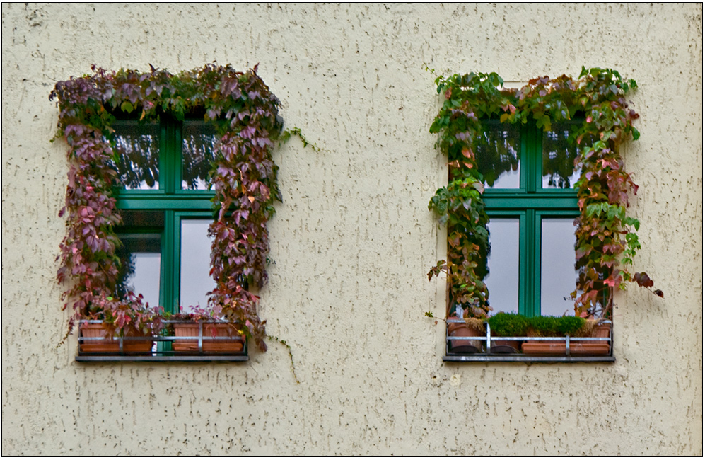 Das nenne ich eine individuelle Fensterbegrünung ...