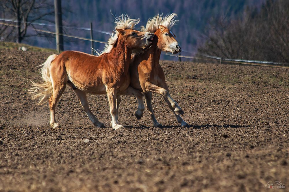 Das (nervige) Pferd