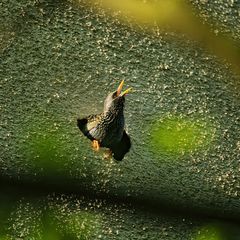 das Nest