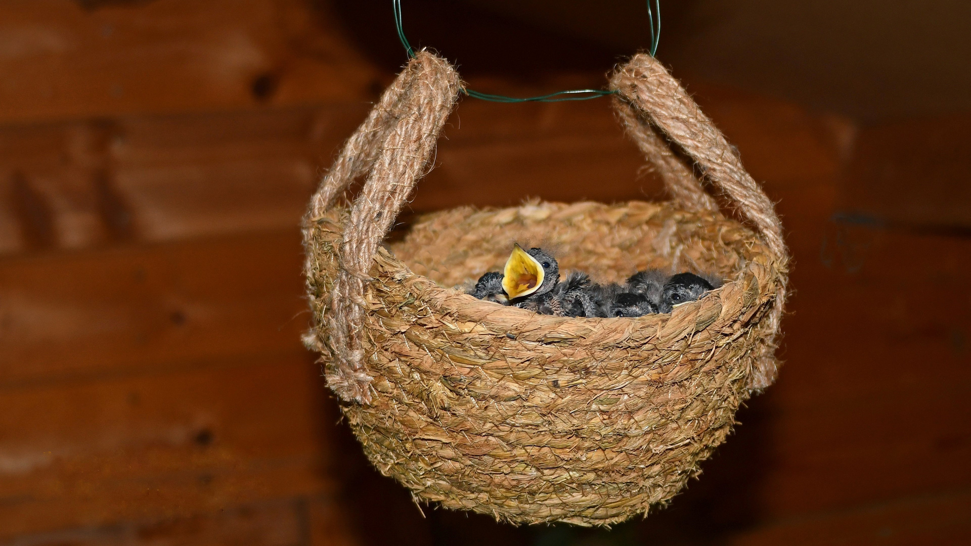 Das Nest abgestürzt, die kleinen Rauchschwalben ...