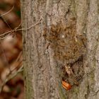 *** Das Nest am Baum....***