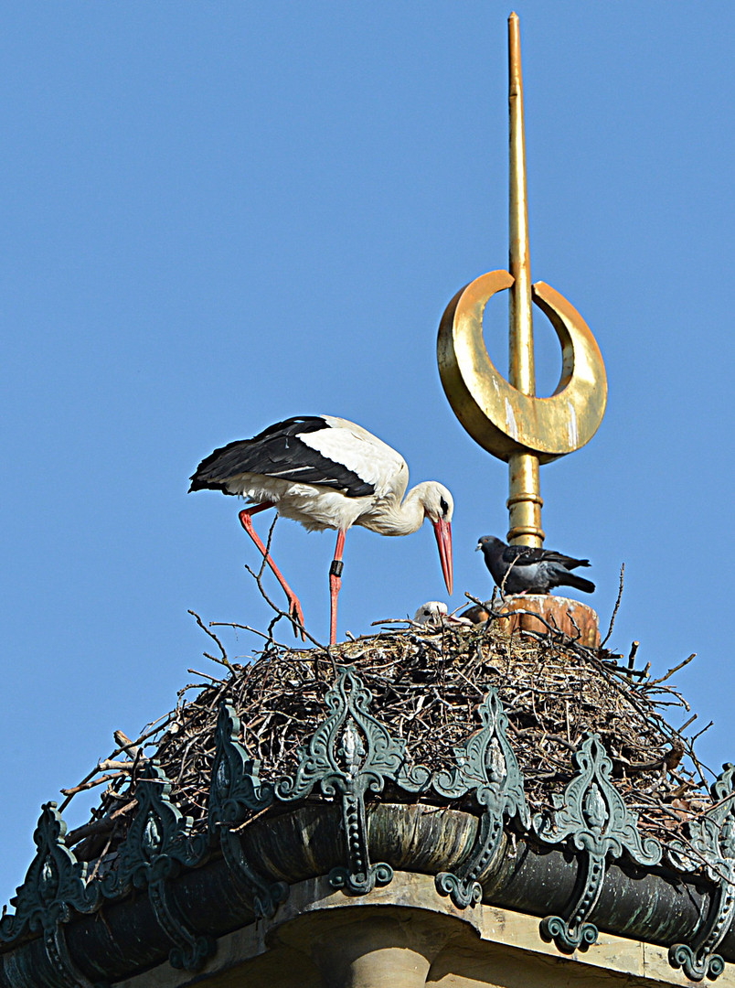 Das Nest auf dem höchsten Haus der Wilhelma Stuttgart