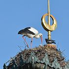 Das Nest auf dem höchsten Haus der Wilhelma Stuttgart