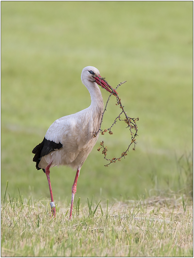 Das Nest ausbessern,