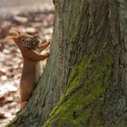 Das Nest auspolstern