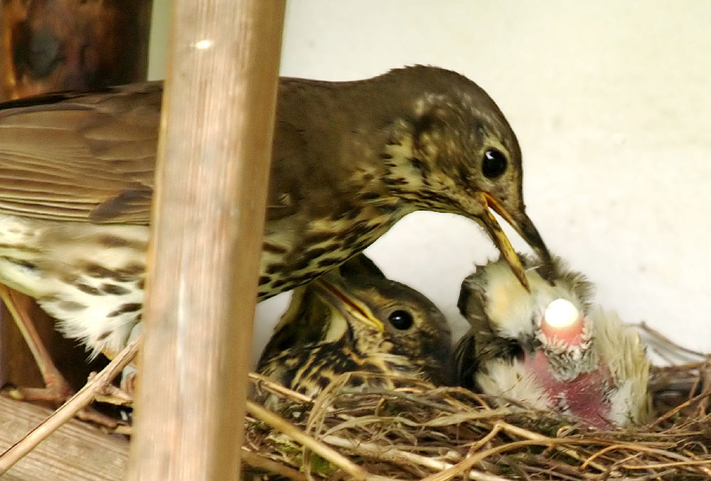 Das Nest bleibt sauber!