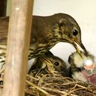 Das Nest bleibt sauber!