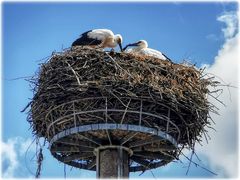 das Nest
