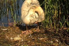 das Nest