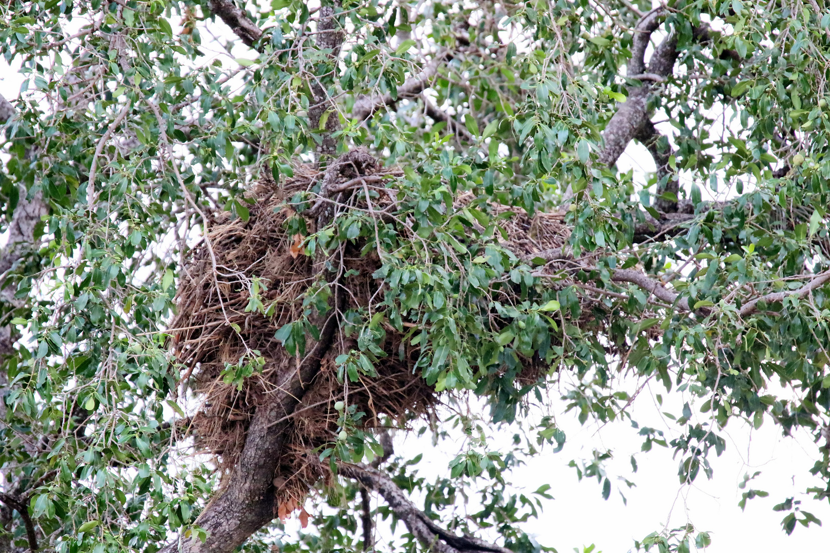 ...das Nest des Hammerkopf....