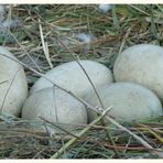 .... das Nest.... fünf Eier .. hoffendlich kommen sie alle durch ...