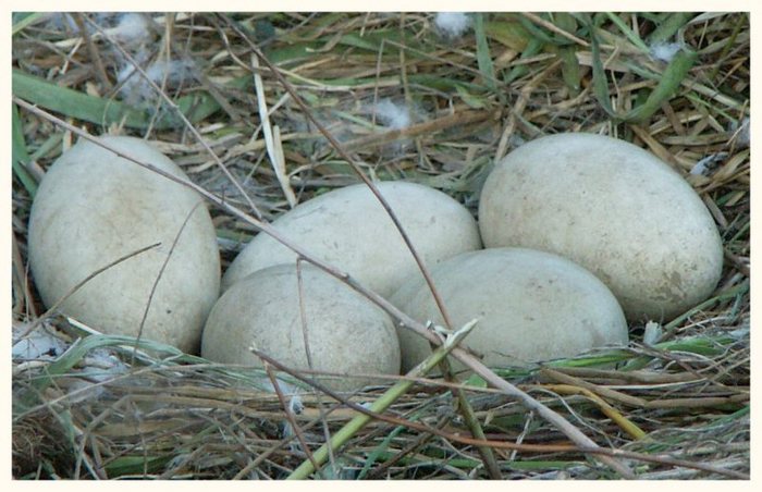 .... das Nest.... fünf Eier .. hoffendlich kommen sie alle durch ...
