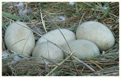 .... das Nest.... fünf Eier .. hoffendlich kommen sie alle durch ...