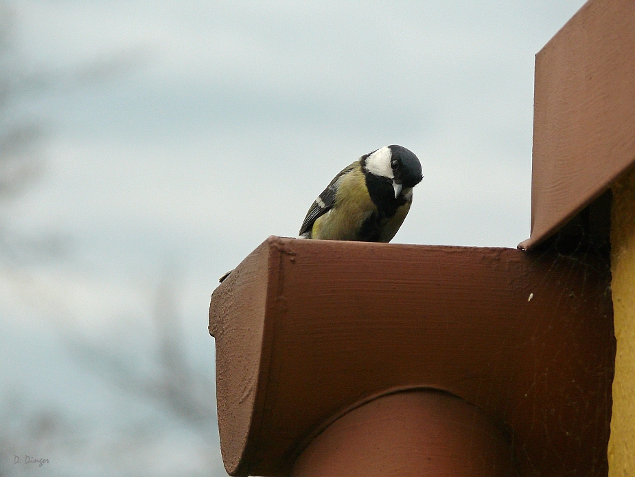 Das Nest im Fallrohr ...