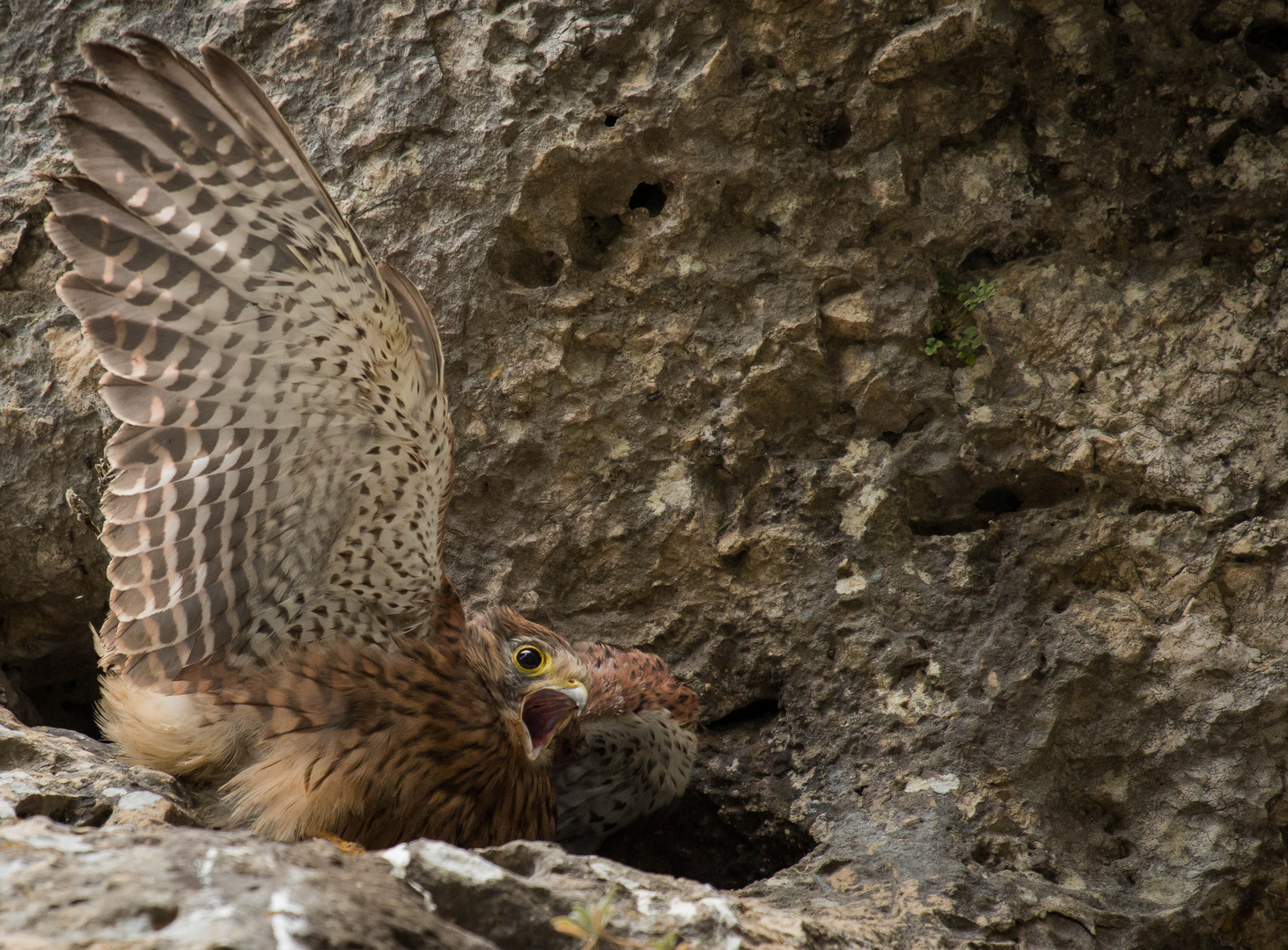 Das Nest im Gletscherrest