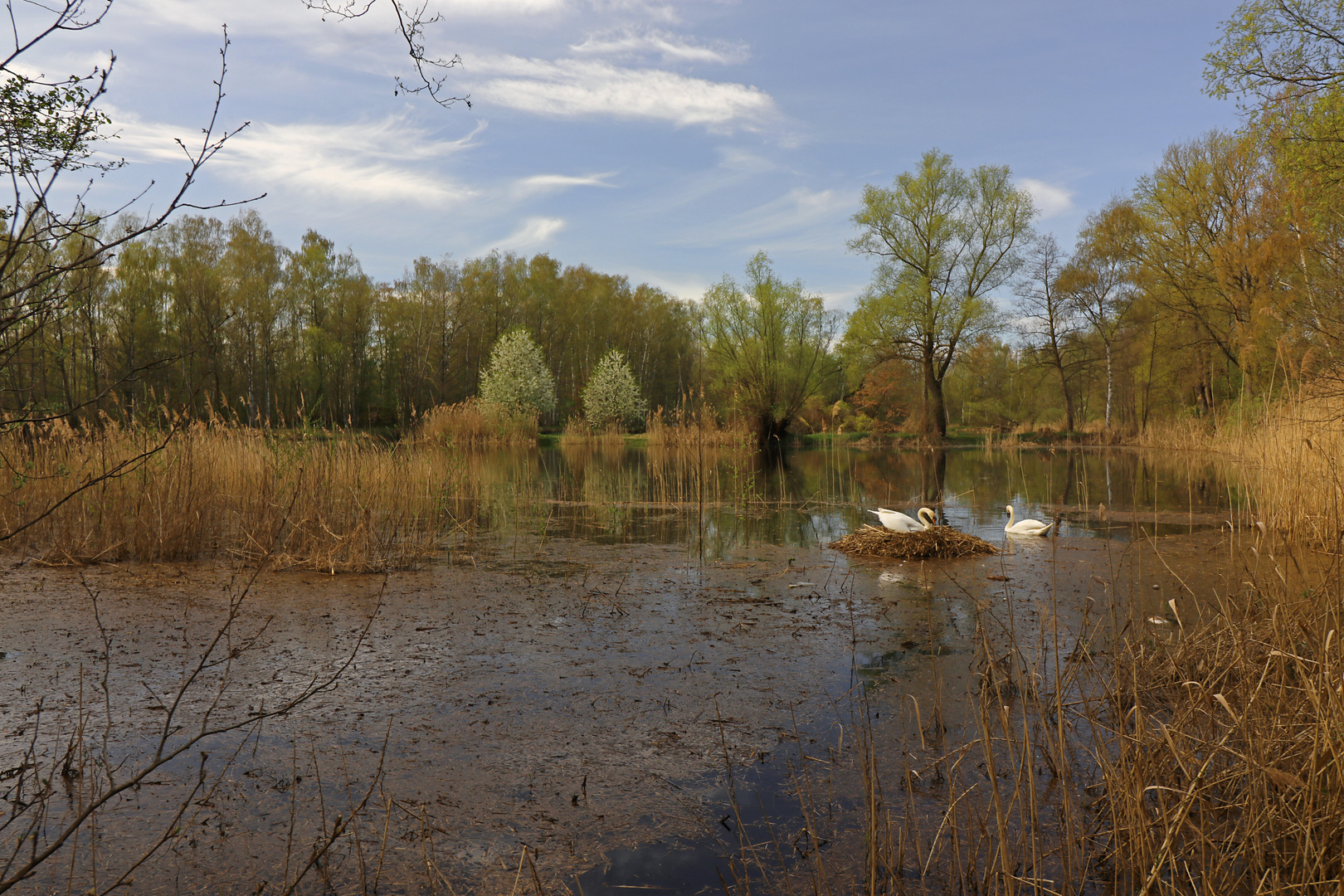 Das Nest im Teich