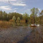 Das Nest im Teich