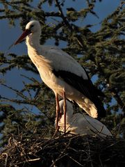 Das Nest in der Tanne 