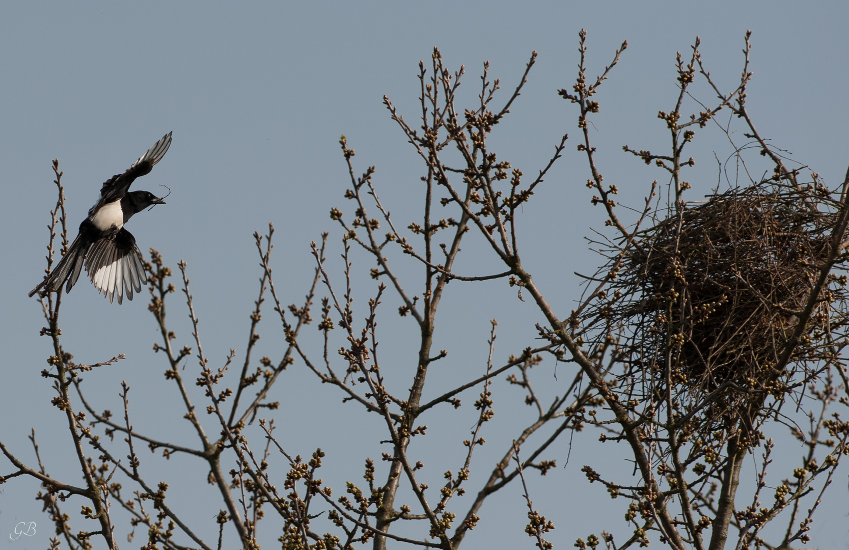 das Nest ist fast fertig!