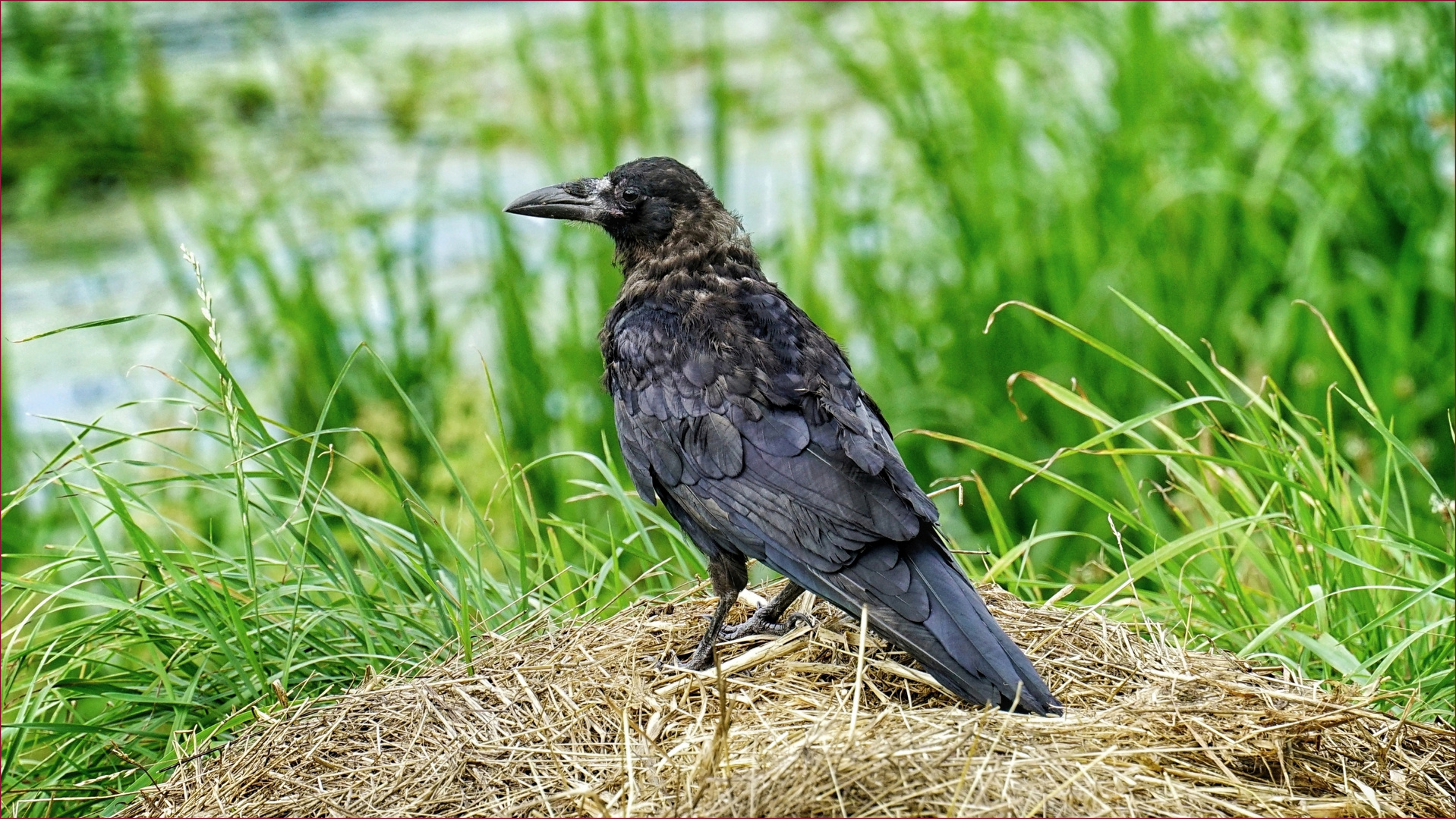 .... das Nest ist fertig!